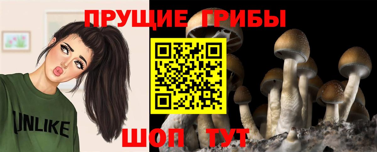 Галлюциногенные грибы Psilocybine cubensis Орёл